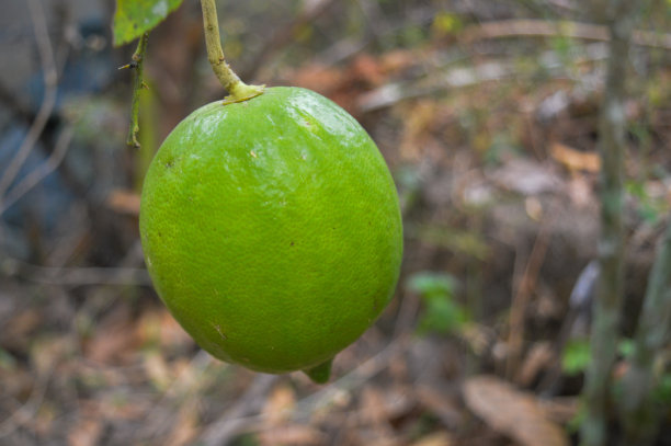 柠檬或柑橘类水果，学名citrus limon，是一种柑橘类水果，其果实通常在许多菜肴中用作调味品和清新剂。图片下载