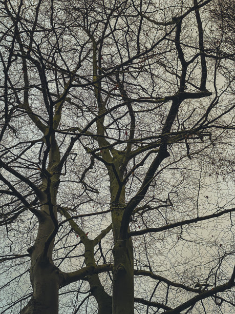 树枝。一个复古风格的背景图像。有色。图片下载