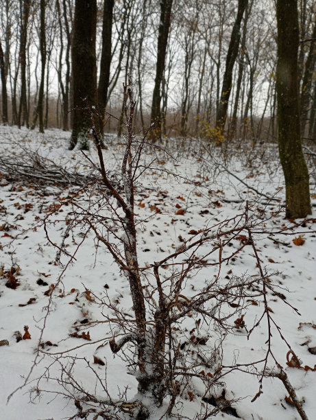一张美丽的冬季森林的垂直照片。冬日清晨森林里的风景。图片下载