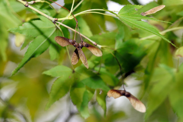 绿色的枫叶枝叶和枯萎的枫树果实附螺旋桨(自然特写微距照片)图片下载