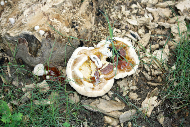 灵芝或灵芝(灵芝)生长在死树桩上(图片来源:Sanjiv Shukla)图片下载