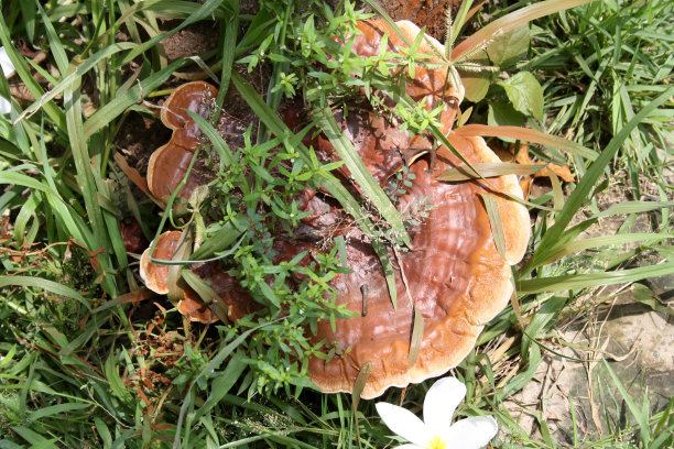 灵芝或灵芝(灵芝)生长在死树桩上(图片来源:Sanjiv Shukla)图片下载