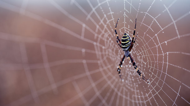 露水迷宫:蜘蛛在丝绸画布上的艺术图片下载