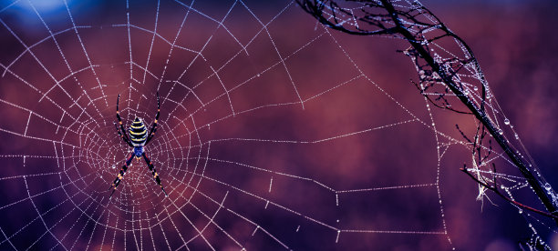 丝线珍珠:露珠照亮蜘蛛的手工图片下载