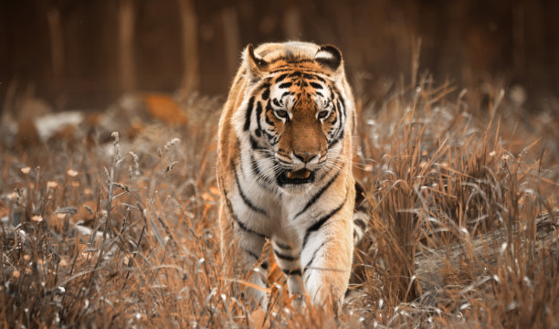 优雅的老虎:漫步在阳光亲吻的黄色大草原图片下载