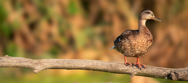 未触及的荒野:探索野鸭王国的宁静图片下载