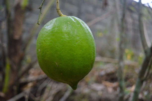 柠檬或柑橘类水果，学名citrus limon，是一种柑橘类水果，其果实通常在许多菜肴中用作调味品和清新剂。图片下载