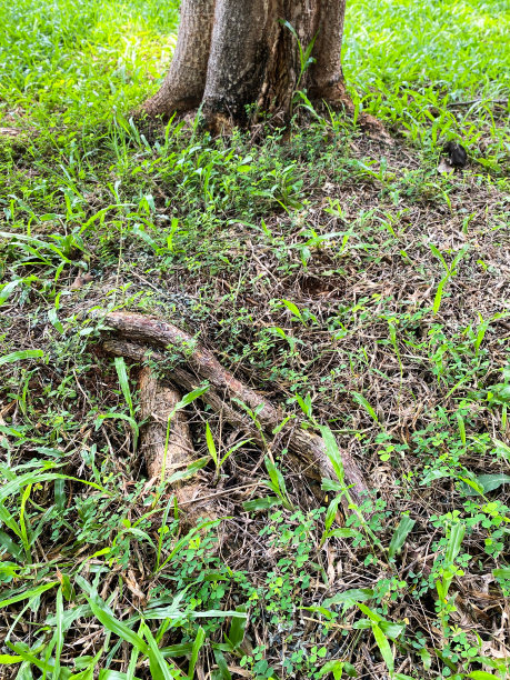 树根和绿草图片下载