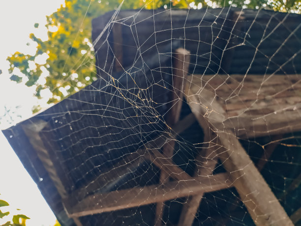 用来捕虫的蜘蛛网，织网的蜘蛛图片下载