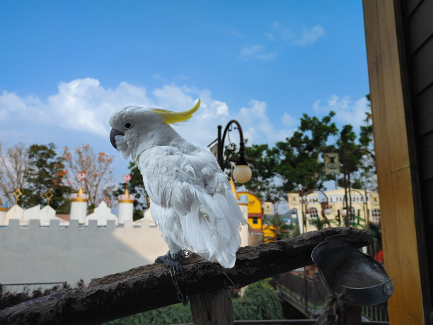 黄冠凤头鹦鹉也被称为小硫冠凤头鹦鹉，在印度尼西亚被称为“Burung Kakak Tua”。图片下载