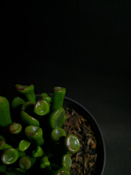 异国情调和丰富多彩的多肉仙境图片下载