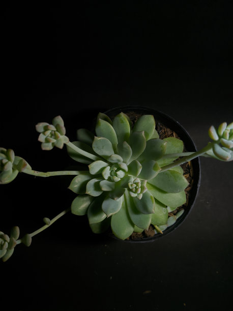 异国情调和丰富多彩的多肉仙境图片下载