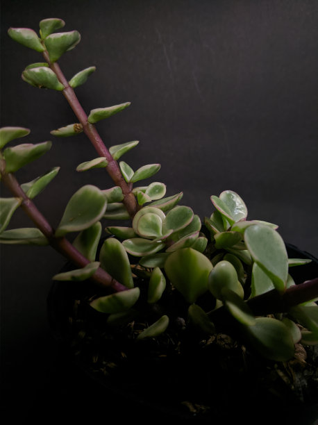 异国情调和丰富多彩的多肉仙境图片下载