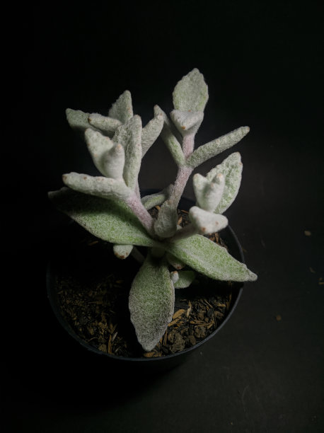 异国情调和丰富多彩的多肉仙境图片下载