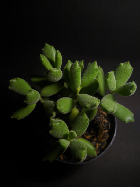 异国情调和丰富多彩的多肉仙境图片下载