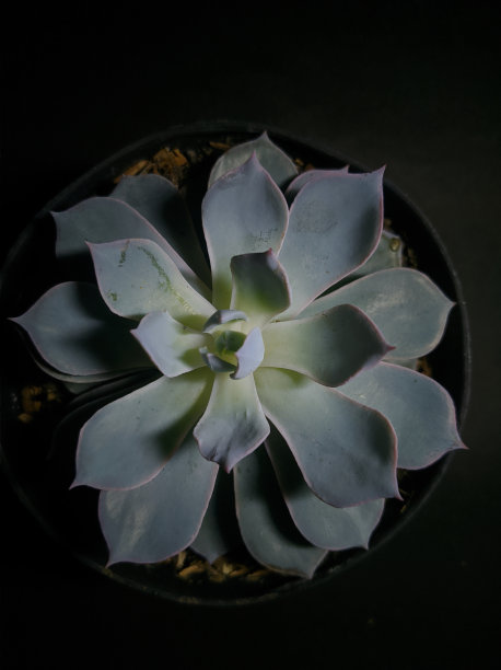 异国情调和丰富多彩的多肉仙境图片下载