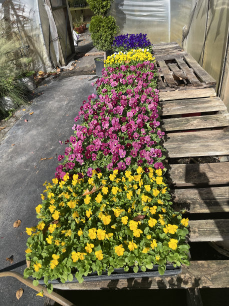 苗圃，花，叶，树，叶，南瓜图片下载