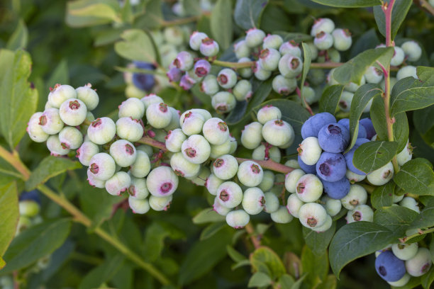 在土耳其伊兹密尔的收获季节，蓝莓农场的树上有一串成熟的水果。蓝莓采摘历史。图片下载
