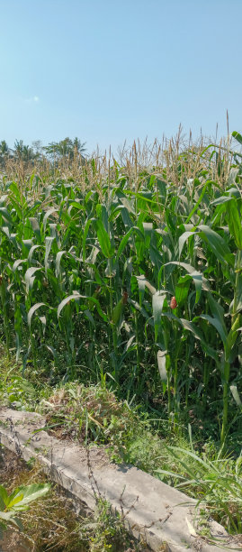 玉米是稻田图片下载