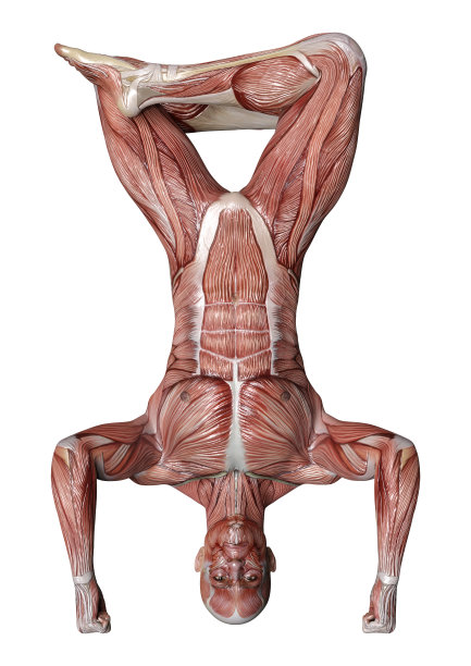 3D渲染男性解剖图上的白色图片下载