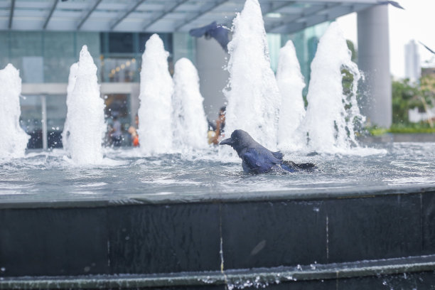 炎炎夏日，乌鸦在城市的喷泉里沐浴。图片下载
