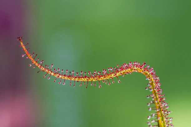 好望角茅膏菜图片下载