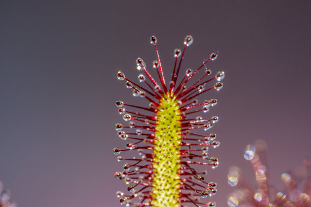 好望角茅膏菜图片下载