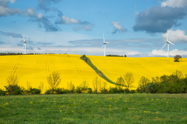 春天油菜地后面的风力涡轮机图片下载