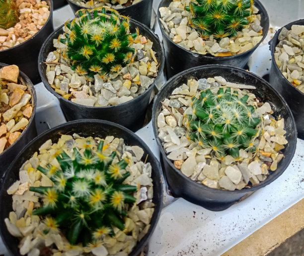 这些图片突出了仙人掌树的独特形状和特征，在内衬花盆的结构背景下，提供了一种对比感和对它们生存本能的钦佩。图片下载