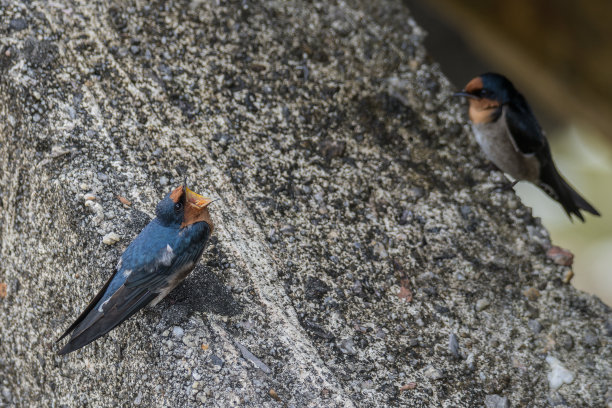 一对太平洋燕(家燕)在水泥结构上发声图片下载