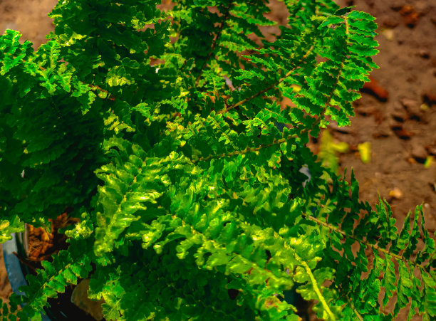 这张照片捕捉了一棵绿色的蕨类树，它坐落在内衬的花盆里，唤起了一种优雅的优雅感，以及与大自然复杂图案的联系。图片下载