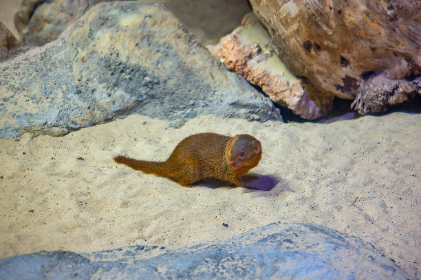 猫鼬是一种小型陆生食肉哺乳动物，属于猫鼬科图片下载