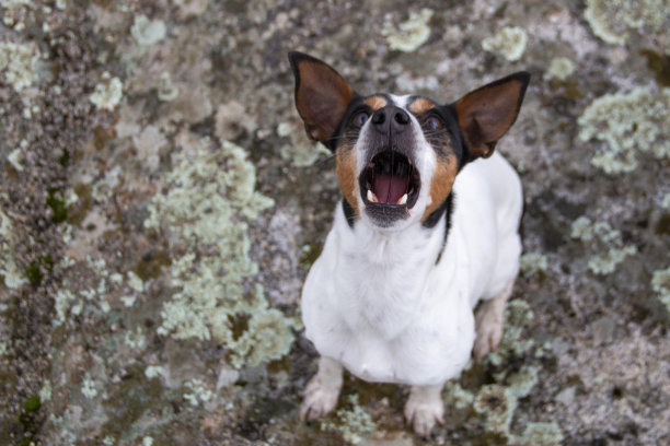 狗狗在乡间散步的照片，肖像，看着相机或在池塘里游泳的照片图片下载