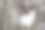狗狗在乡间散步的照片，肖像，看着相机或在池塘里游泳的照片图片下载
