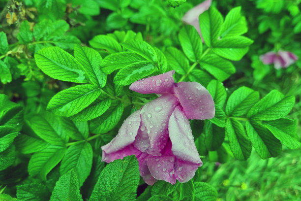开花的花园玫瑰的特写。大自然的背景。图片下载
