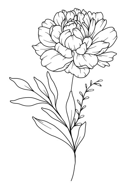 牡丹线描。黑白花束。花卉着色页。花卉线条艺术。细线牡丹插画。手绘花。植物色素。婚礼请柬花图片下载