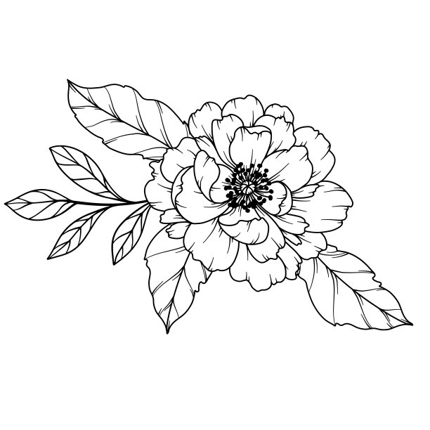 牡丹线描。黑白花束。花卉着色页。花卉线条艺术。细线牡丹插画。手绘花。植物色素。婚礼请柬花图片下载