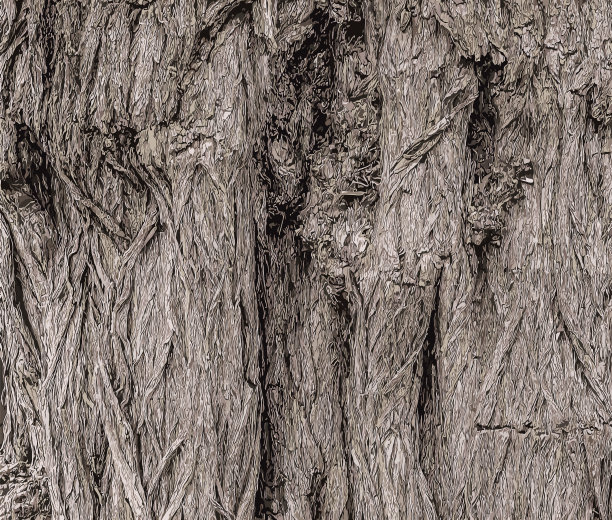 向量插图一个彩色背景与罗宾树皮和阳光。树皮纹理。图片下载