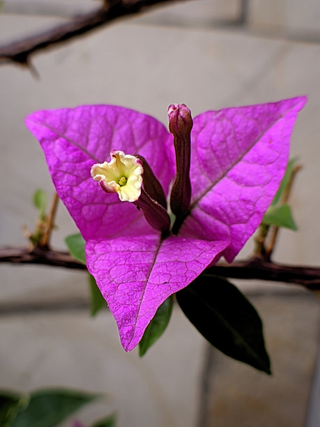 叶子花属的花图片下载