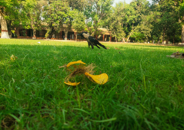 黑乌鸦坐在藤蔓上捡起薯片。图片下载