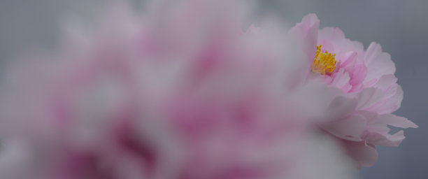 盛开的粉红牡丹微距照片图片下载