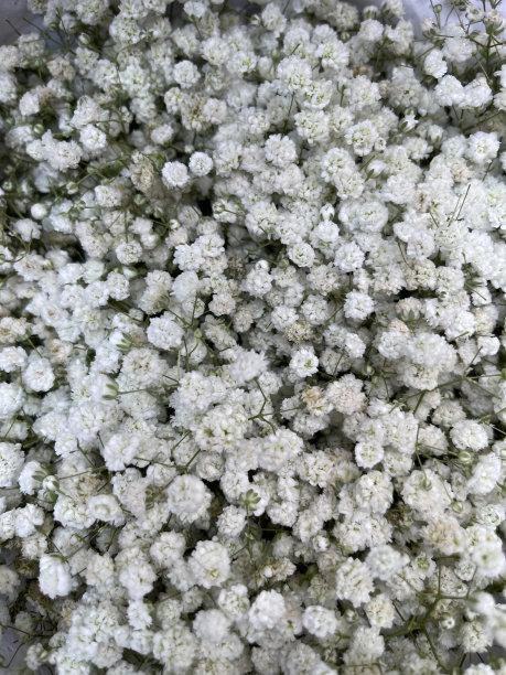 一组白色小花的图片图片下载