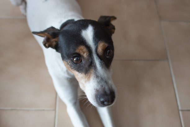 狗狗在乡间散步的照片，肖像，看着相机或在池塘里游泳的照片图片下载