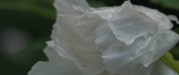 白色牡丹的微距照片图片下载