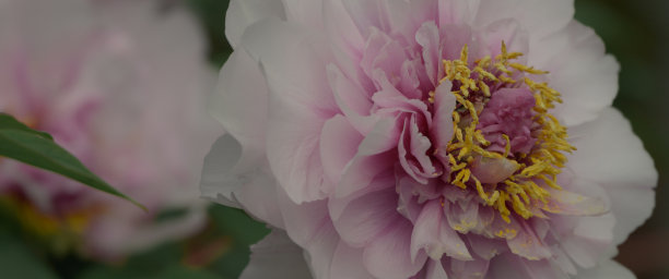 盛开的粉红牡丹微距照片图片下载