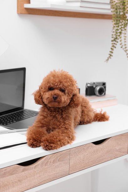 在家里笔记本电脑旁边的桌子上放着一只可爱的马提波狗图片下载