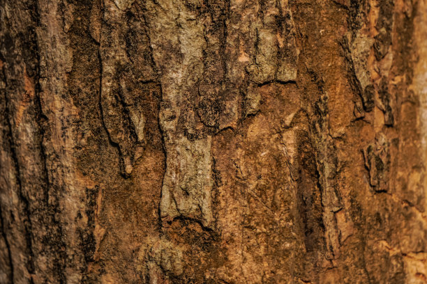 褐色树皮的浮雕纹理，上面有白色的斑点真菌霉菌。树皮纹理的水平照片。浮雕创意木纹理的老树皮肤。空白复制文本空间。图片下载