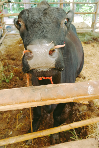 可爱的奶牛图片下载