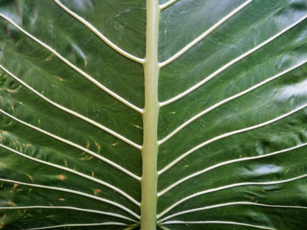 美女芋头叶骨，特写异域背景照片图片下载