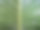 美女芋头叶骨，特写异域背景照片图片下载